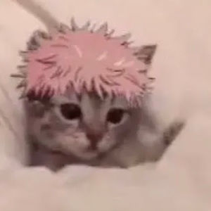 Meet your Posher, Chicken